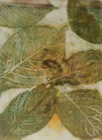 Hydrangea Leaf 5